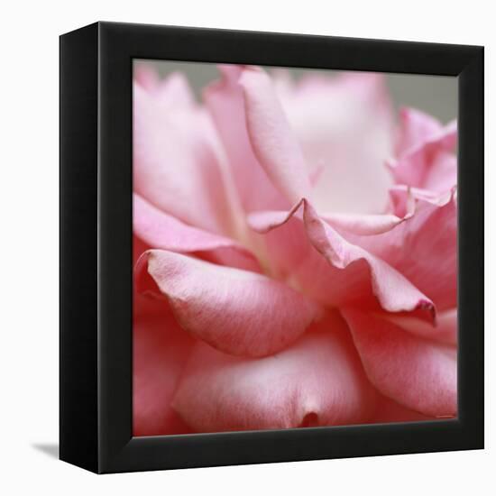 Rose Petals III-Nicole Katano-Framed Stretched Canvas