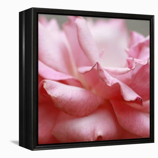 Rose Petals III-Nicole Katano-Framed Stretched Canvas