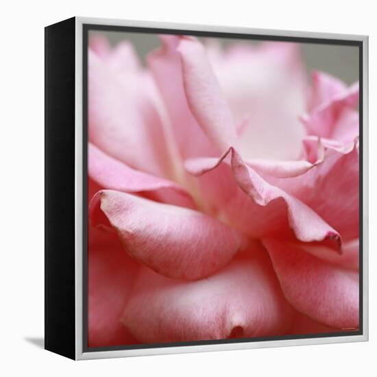 Rose Petals III-Nicole Katano-Framed Stretched Canvas