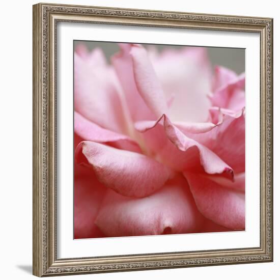 Rose Petals III-Nicole Katano-Framed Photo