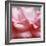 Rose Petals III-Nicole Katano-Framed Photo