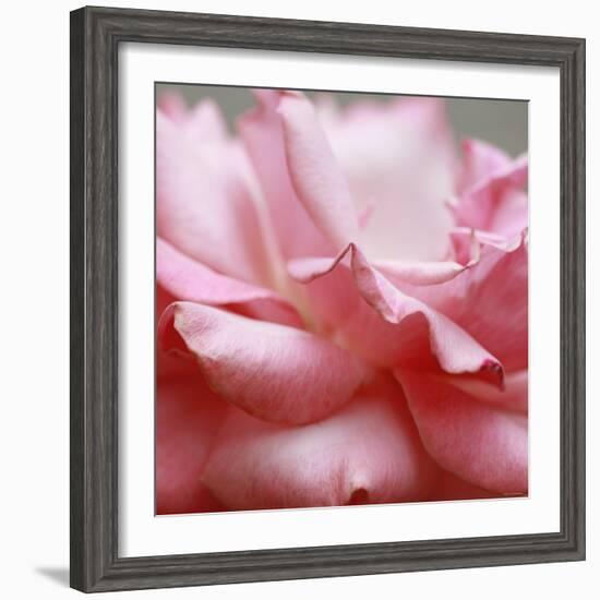 Rose Petals III-Nicole Katano-Framed Photo