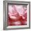 Rose Petals III-Nicole Katano-Framed Photo