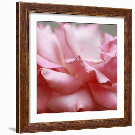 Rose Petals III-Nicole Katano-Framed Photo