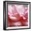 Rose Petals III-Nicole Katano-Framed Photo