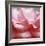 Rose Petals III-Nicole Katano-Framed Photo