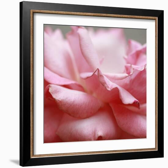 Rose Petals III-Nicole Katano-Framed Photo