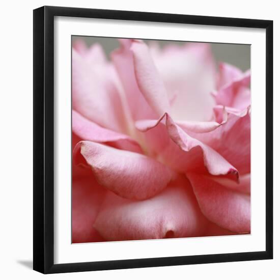 Rose Petals III-Nicole Katano-Framed Photo