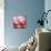 Rose Petals III-Nicole Katano-Mounted Photo displayed on a wall