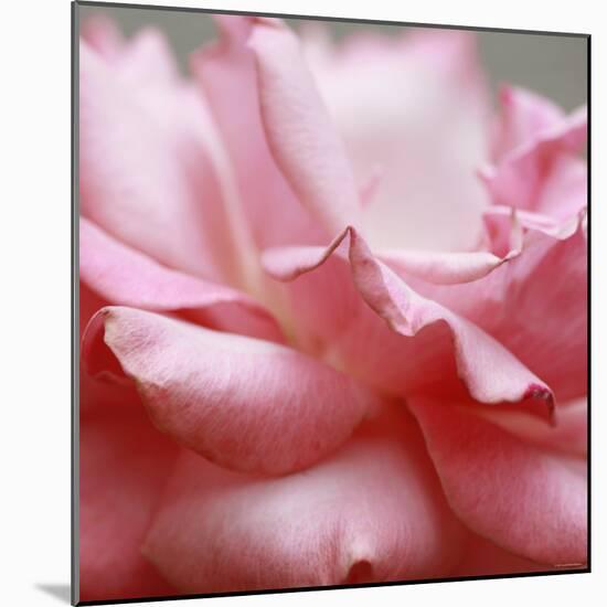 Rose Petals III-Nicole Katano-Mounted Photo