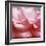 Rose Petals III-Nicole Katano-Framed Photo