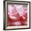 Rose Petals III-Nicole Katano-Framed Photo