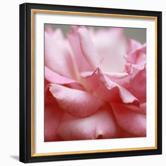 Rose Petals III-Nicole Katano-Framed Photo