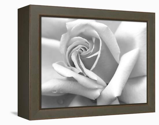 Rose Petals In Black And White-mypokcik-Framed Premier Image Canvas