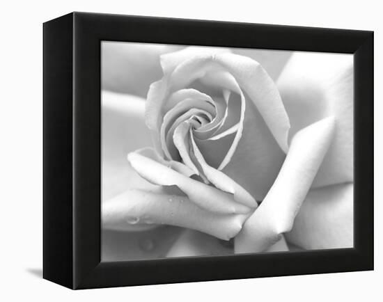 Rose Petals In Black And White-mypokcik-Framed Premier Image Canvas