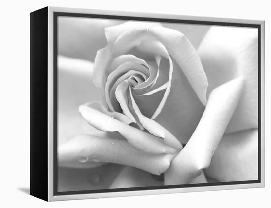 Rose Petals In Black And White-mypokcik-Framed Premier Image Canvas