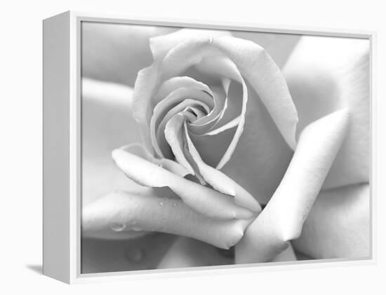 Rose Petals In Black And White-mypokcik-Framed Premier Image Canvas