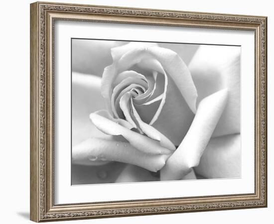 Rose Petals In Black And White-mypokcik-Framed Photographic Print