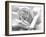 Rose Petals In Black And White-mypokcik-Framed Photographic Print