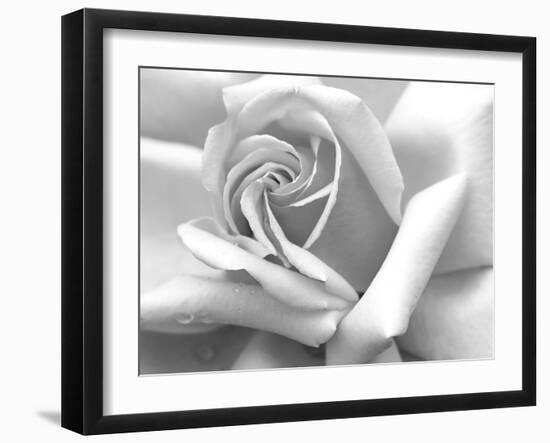 Rose Petals In Black And White-mypokcik-Framed Photographic Print