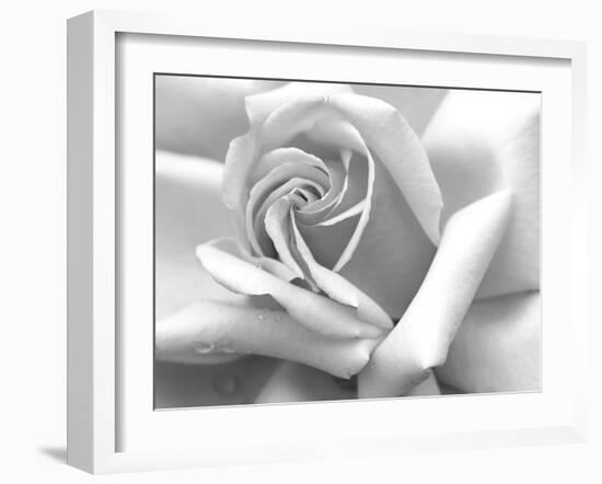 Rose Petals In Black And White-mypokcik-Framed Photographic Print