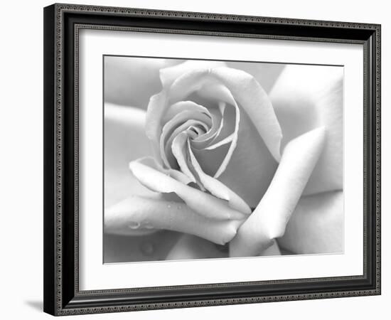 Rose Petals In Black And White-mypokcik-Framed Photographic Print