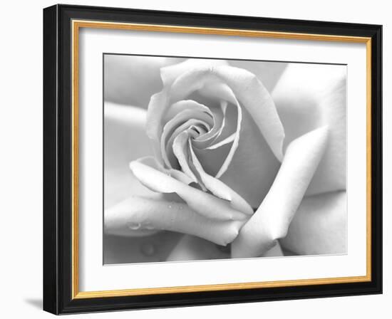 Rose Petals In Black And White-mypokcik-Framed Photographic Print