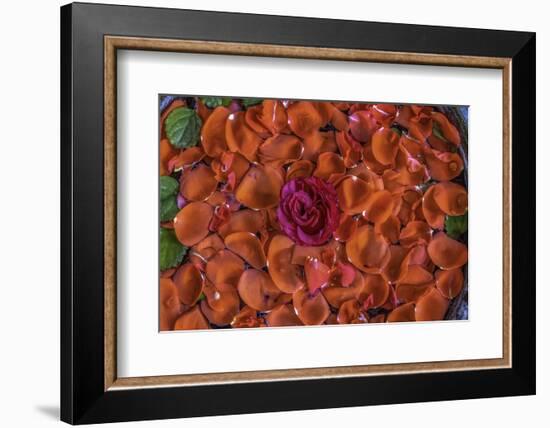 Rose Petals.< Mexico-Art Wolfe-Framed Photographic Print