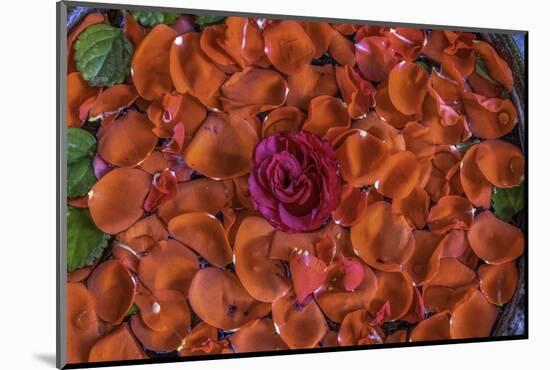 Rose Petals.< Mexico-Art Wolfe-Mounted Photographic Print
