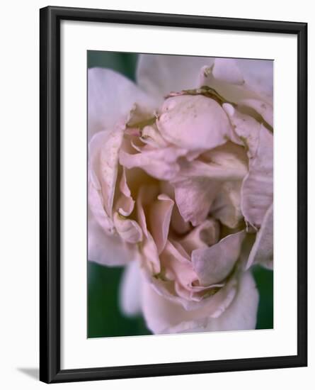 Rose, Petals, Pink, Detail-S. Uhl-Framed Photographic Print