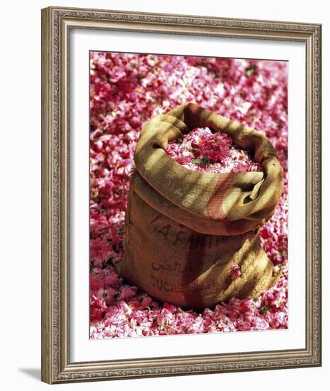 Rose Petals-Bruno Mazodier-Framed Art Print