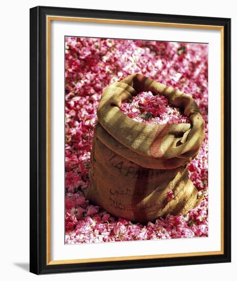 Rose Petals-Bruno Mazodier-Framed Art Print