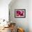 Rose Petals-David Tipling-Framed Photographic Print displayed on a wall