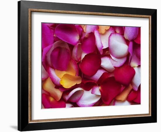 Rose Petals-David Tipling-Framed Photographic Print