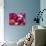 Rose Petals-David Tipling-Photographic Print displayed on a wall
