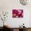 Rose Petals-David Tipling-Photographic Print displayed on a wall