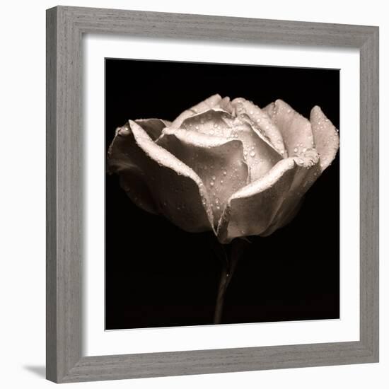 rose photography-Alex Caminker-Framed Photographic Print