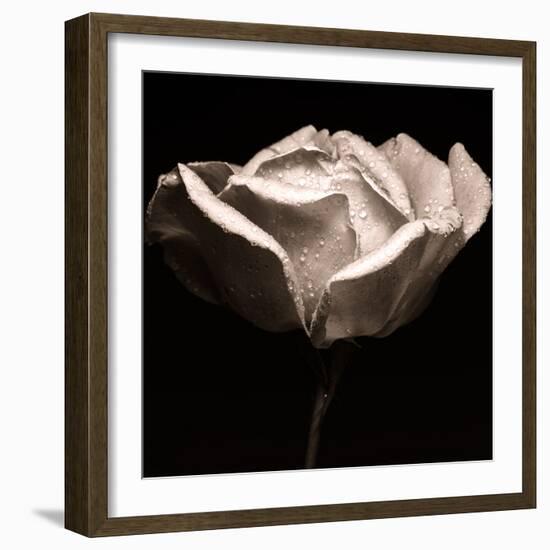 rose photography-Alex Caminker-Framed Photographic Print