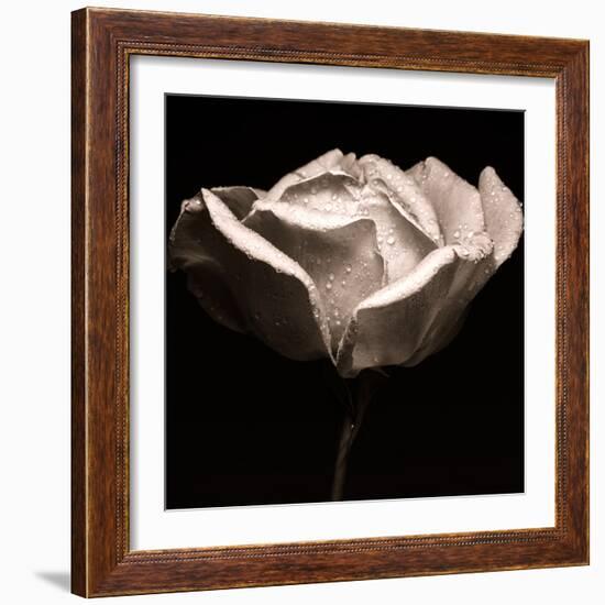 rose photography-Alex Caminker-Framed Photographic Print