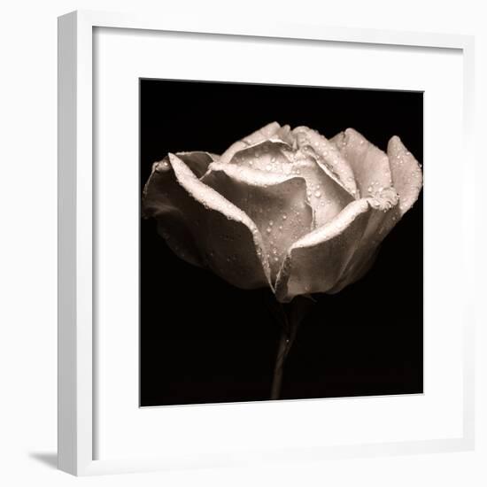 rose photography-Alex Caminker-Framed Photographic Print