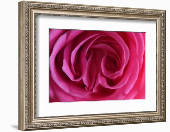 Rose, Pink, Petals, Detail-David & Micha Sheldon-Framed Photographic Print