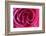 Rose, Pink, Petals, Detail-David & Micha Sheldon-Framed Photographic Print