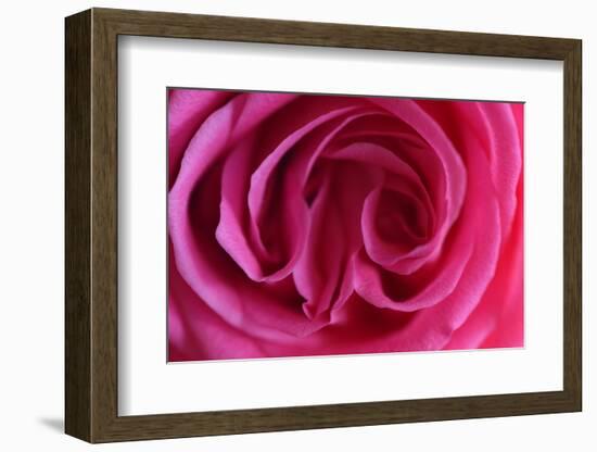 Rose, Pink, Petals, Detail-David & Micha Sheldon-Framed Photographic Print