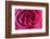 Rose, Pink, Petals, Detail-David & Micha Sheldon-Framed Photographic Print