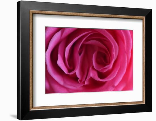 Rose, Pink, Petals, Detail-David & Micha Sheldon-Framed Photographic Print