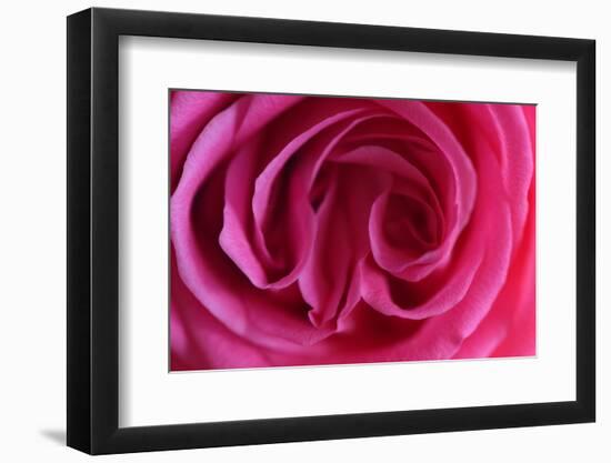 Rose, Pink, Petals, Detail-David & Micha Sheldon-Framed Photographic Print