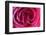 Rose, Pink, Petals, Detail-David & Micha Sheldon-Framed Photographic Print