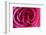 Rose, Pink, Petals, Detail-David & Micha Sheldon-Framed Photographic Print