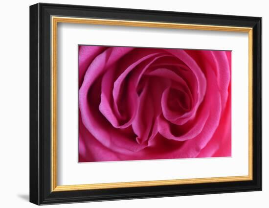 Rose, Pink, Petals, Detail-David & Micha Sheldon-Framed Photographic Print