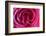 Rose, Pink, Petals, Detail-David & Micha Sheldon-Framed Photographic Print